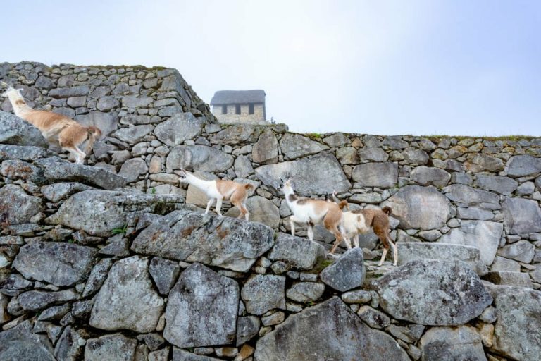 Huayna Picchu: Conquer the Iconic Peak, Create Unforgettable Memories
