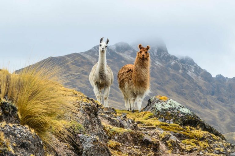 The Inca Animal Connection: Sacred Companions of the Andean Civilization