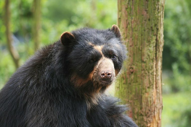 The Enigmatic Andean Bears of Peru: Guardians of High-altitude Ecosystems