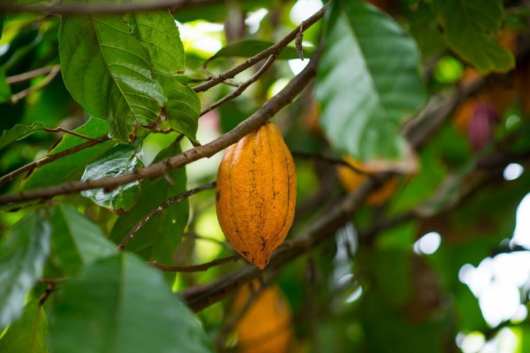 Unveiling the Mystical World of Coca Leaves in Peru with PeruWays