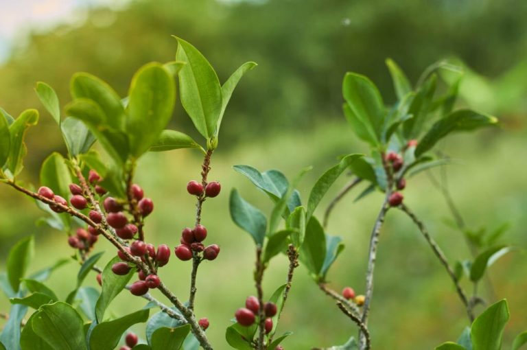 The Cocca Plant: Unraveling the Origins and Significance