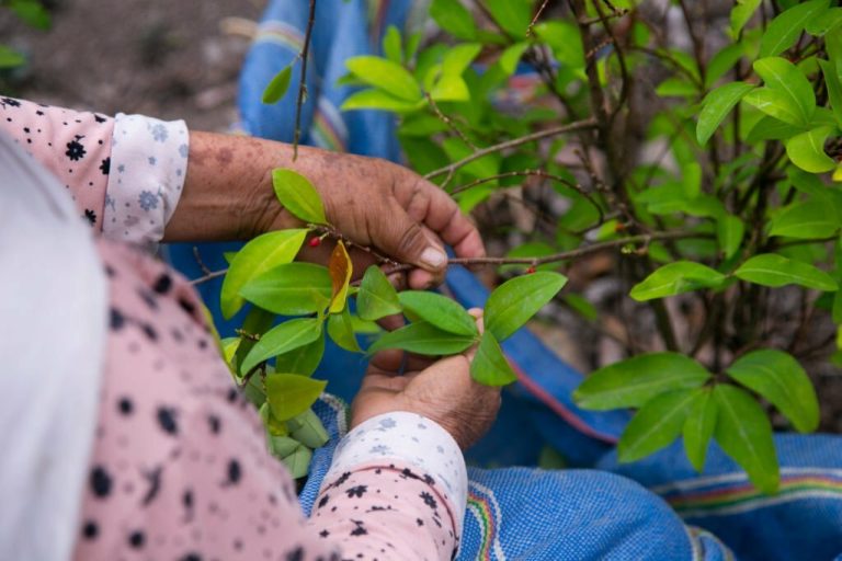 The Sacred Leaf: Exploring the Significance of the Coca Plant in Peruvian Culture