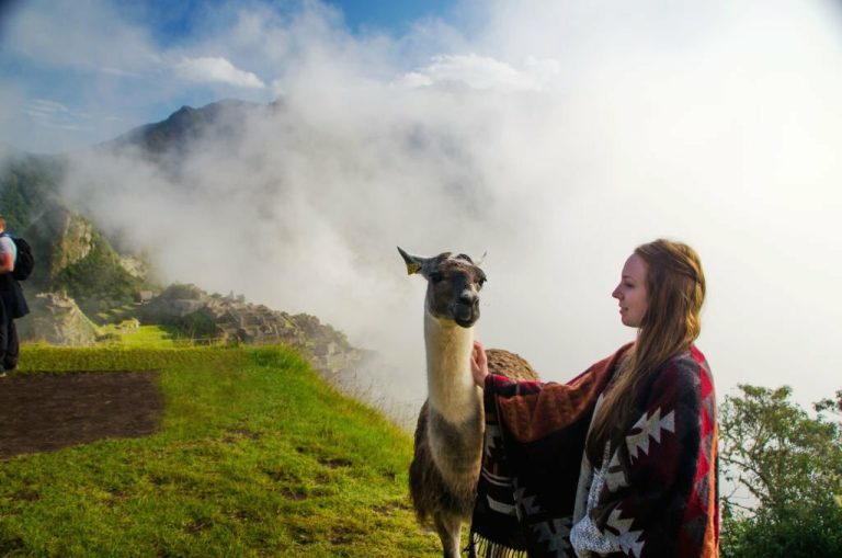 Llamas at Machu Picchu: Graceful Guardians of the Andean Wonder