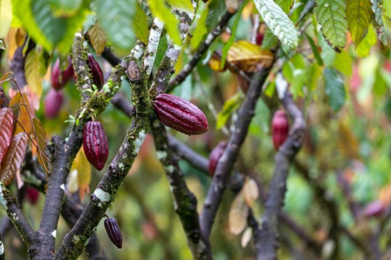 The Cocoa Plant in Peru: Unveiling the Richness of Andean Culture and Traditions