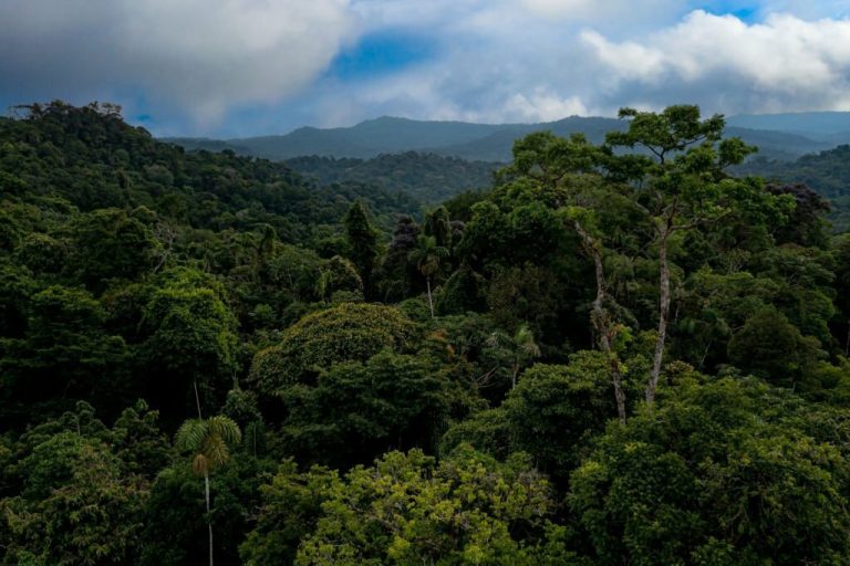 PeruWays: Guiding You Through Peru’s Arboreal Wonderland