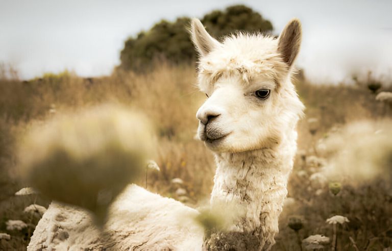 Connecting with Ancient Guardians: Machu Picchu’s Llamas and Peruways’ Immersive Experiences