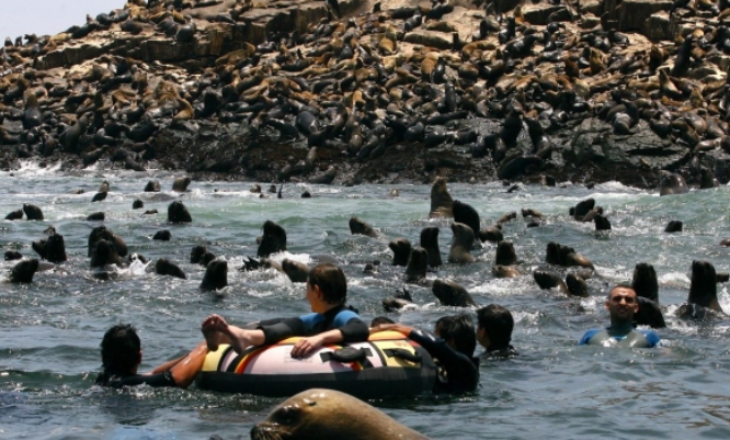 Dive into Adventure: Swim with Sea Lions in the Pacific Ocean at Palomino Islands with PeruWays