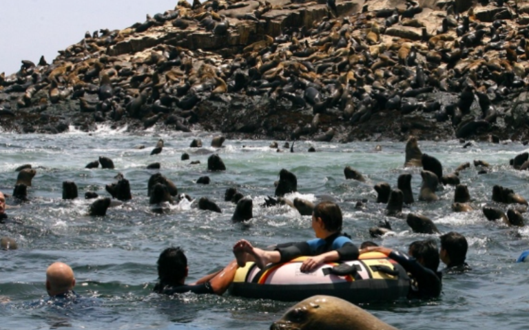 Swim with Sea Lions in the Pacific Ocean with Peruways