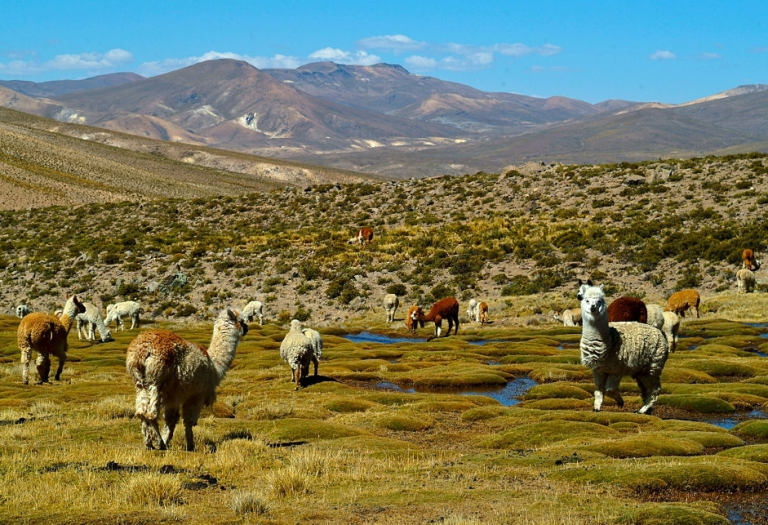 Discover the Magnificence of Colca Canyon: Full-Day Tour from Arequipa with Peruways