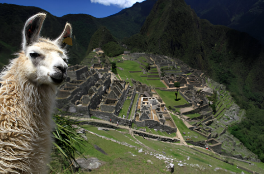 Machu Picchu’s Wildlife Wonders: A Journey into Natural Splendor