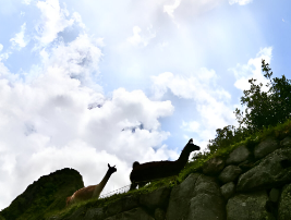 Understanding Machu Picchu’s Altitude