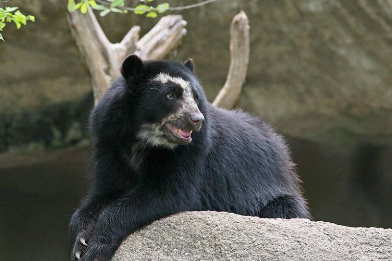 Can I See Bears in Machu Picchu?