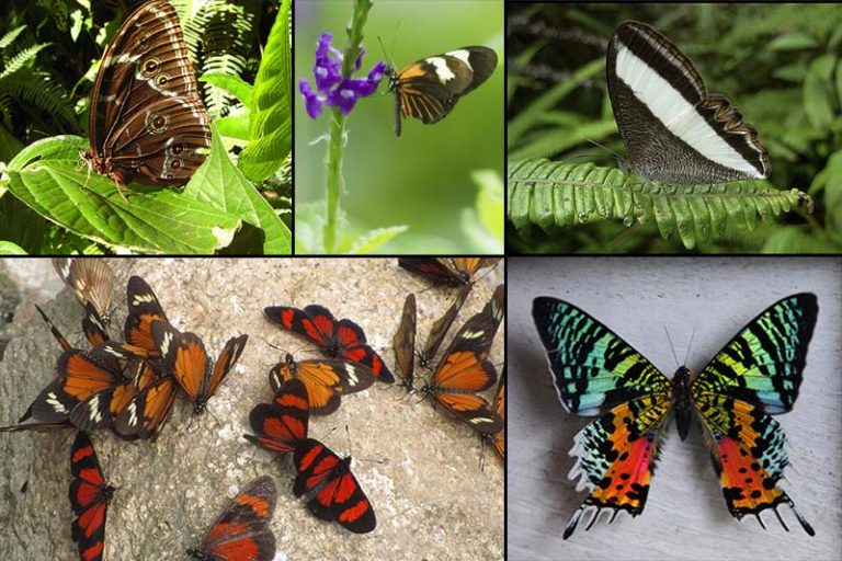 The Butterflies of Machu Picchu: Nature’s Silent Ambassadors