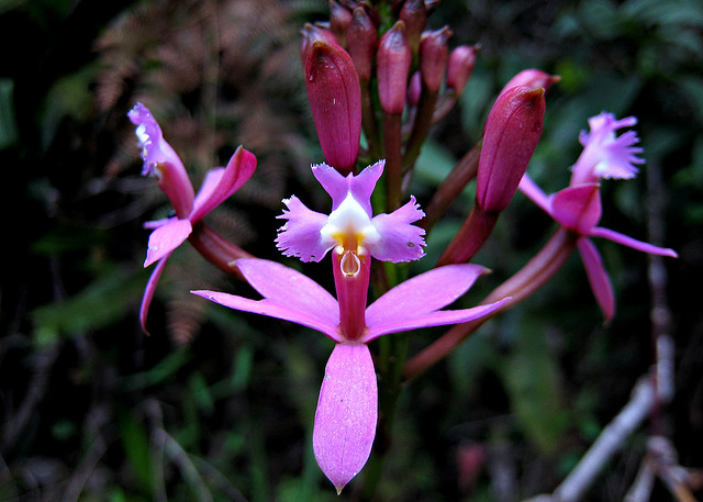 Discover the Orchids of Machu Picchu: Nature’s Hidden Gems
