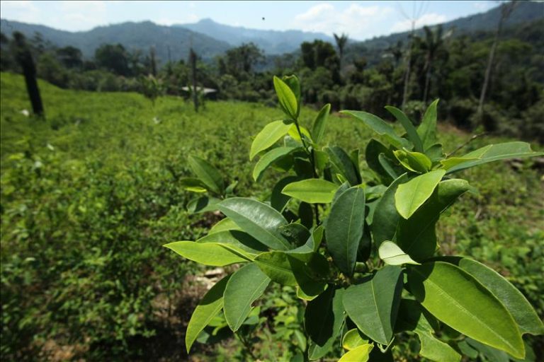 The sacred Coca Leaf of the Incas