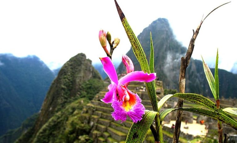 Discover the Rich Flora and Fauna of Peru