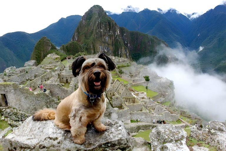 Machu Picchu with Pets: An Easy Guide