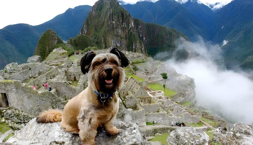 MachuPicchu-with-Pets