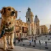 Peru-with-Pets