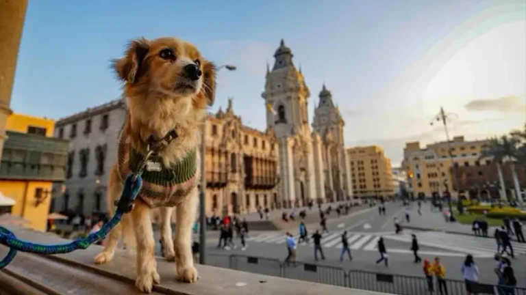 Can I Go to Peru with Pets?